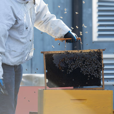 Sustainability-Bees
